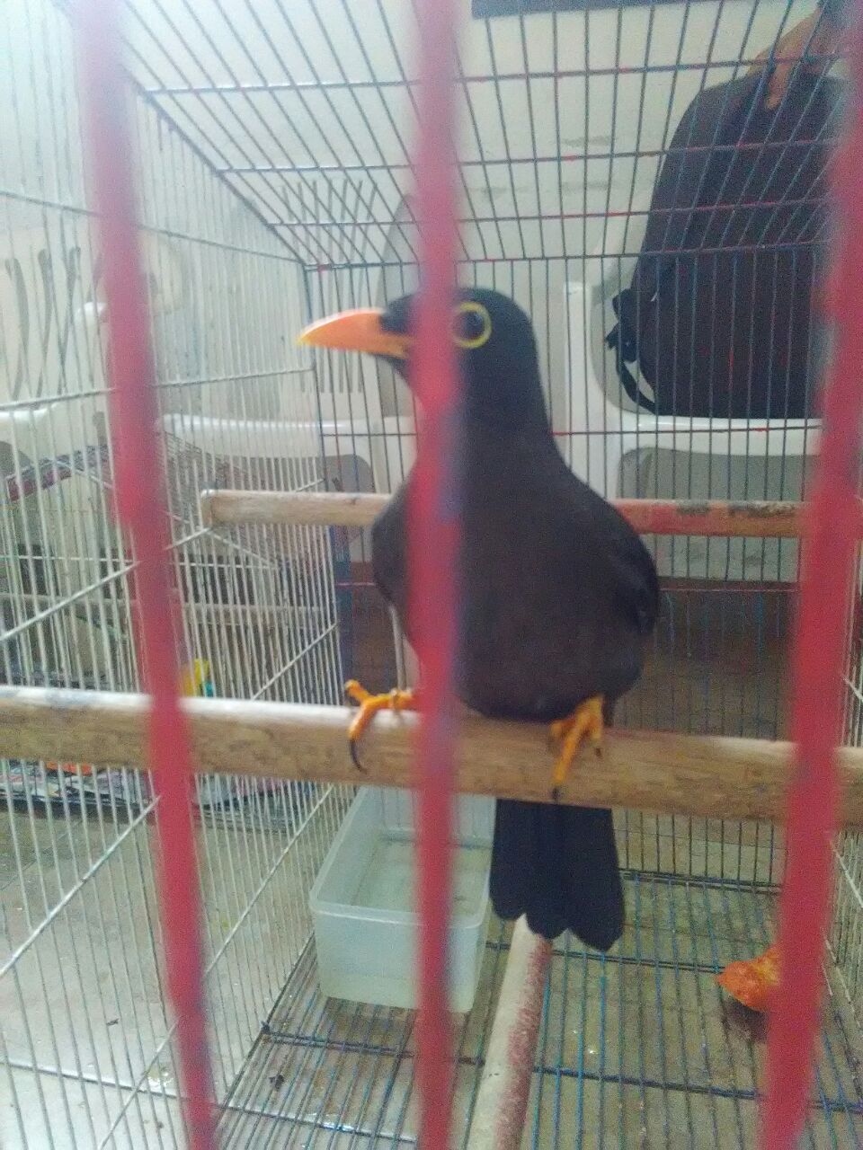 tienen un avaluo ecológico de más de 34 millones de pesos  incautadas aves en cautiverio