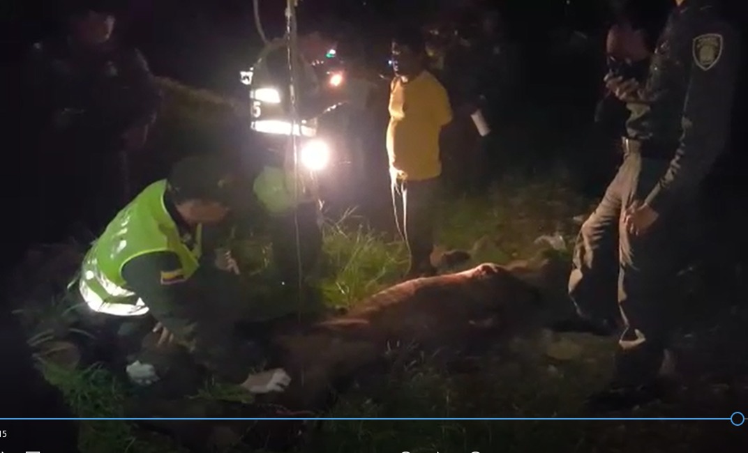 Fue dejada bajo custodia de una fundación protectora de animales