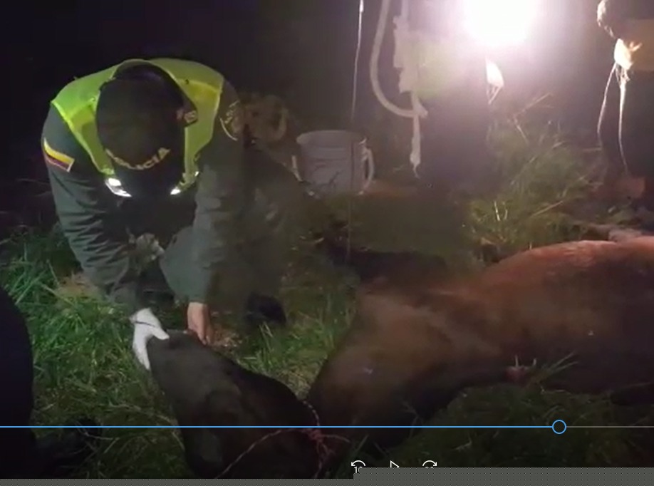 El animal fue hallado en total estado de abandono  y con heridas que le pudieron causar la muerte