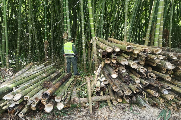 25 tocones de guadua fueron incautados por no contar con los permisos para su aprovechamiento Incautación de 2.5 metros cúbicos de madera