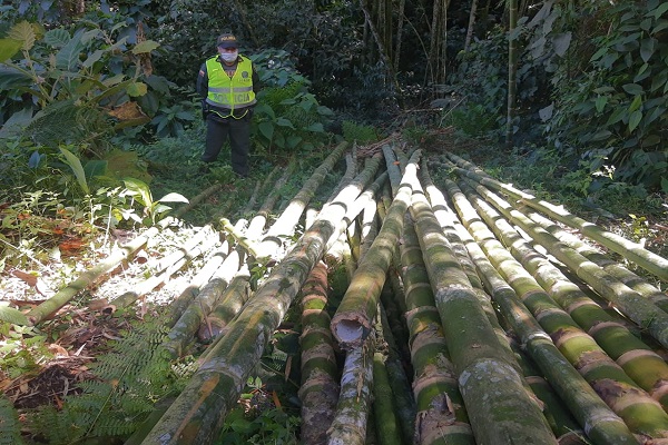 25 tocones de guadua fueron incautados por no contar con los permisos para su aprovechamiento Incautación de 2.5 metros cúbicos de madera