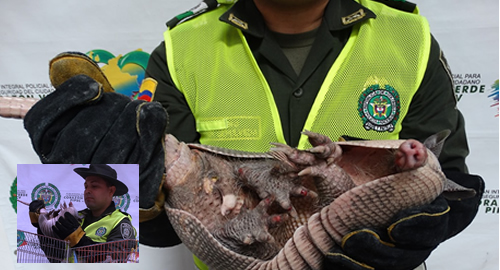 entrega de un armadillo