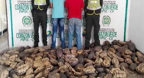 rescate-tortugas-policia