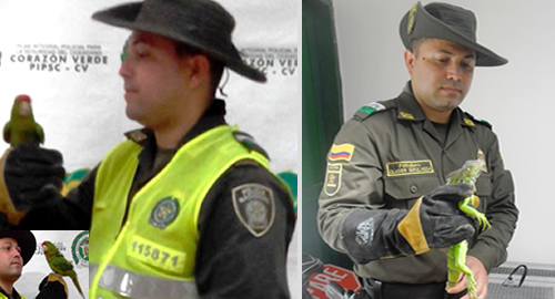POLICIA NACIONAL RESCATa especies en cautiverio