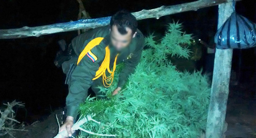 erradicacion matas de marihuana policia nacional