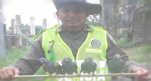 cotorras cabeci azul