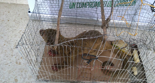 041015-rescate-animal-herido-narino-policia